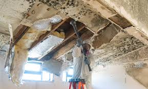 Mold Odor Removal Services in Middleburg, FL